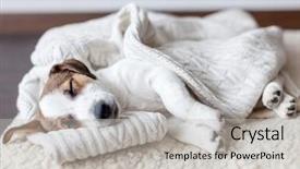  Presentation with sleeping - Cool new theme with doggy - sleeping puppy on dog bed backdrop and a light gray colored foreground