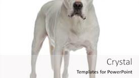  Presentation with camera - PPT layouts featuring dogo argentino standing and looking at the camera background and a white colored foreground