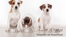  Presentation with pets - Presentation theme enhanced with dogs-and-cat-eating-together background and a soft green colored foreground