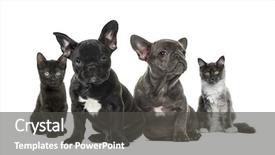  Presentation with cat dog - PPT layouts having dogs and cat group background and a dark gray colored foreground