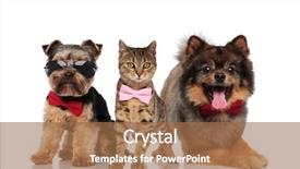  Presentation with dogs cats - Audience pleasing PPT layouts consisting of dogs and cats with bowties backdrop and a coral colored foreground
