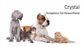  Presentation with dogs - Presentation design with dogs and kitens sitting background and a white colored foreground