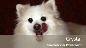  Presentation with cat dog people - Colorful PPT theme enhanced with dogs are loved by million backdrop and a gray colored foreground