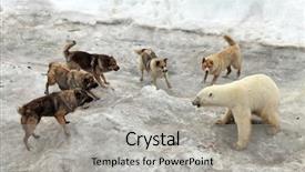  Presentation with polar bear - Audience pleasing slide set consisting of dogs attacking polar bear backdrop and a light gray colored foreground