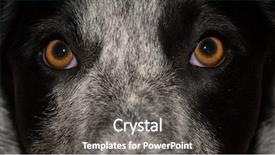  Presentation with dog - Cool new PPT theme with watch dogs - dog's attentive stare just above backdrop and a gray colored foreground