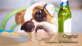  Presentation with british - Presentation featuring dogs beer - humorous shot of british bulldog background and a coral colored foreground