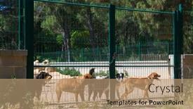  Presentation with closed - Slide deck enhanced with dogs-behind-a-closed-fence background and a coral colored foreground