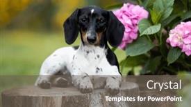  Presentation with color pink - Slide set with dogs-dachshunds-piebald-color background and a gray colored foreground