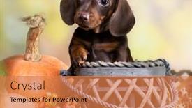  Presentation with autumn leaves - Slide deck featuring dogs-dachshunds-puppy-and-autumn background and a coral colored foreground