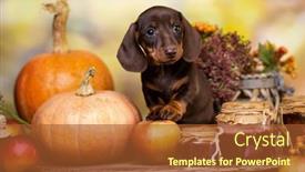  Presentation with decor - Slides featuring dogs-dachshunds-puppy-and-autumn background and a red colored foreground