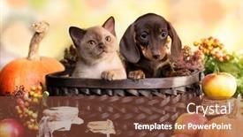  Presentation with dogs - Audience pleasing slide set consisting of dogs-dachshunds-puppy-and-kitten backdrop and a tawny brown colored foreground