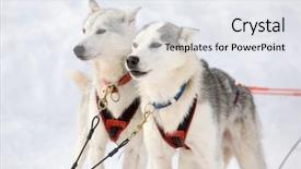  Presentation with husky - Beautiful presentation design featuring dogs getting ready for ride backdrop and a sky blue colored foreground