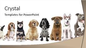  Presentation with dogs - Presentation enhanced with dogs in row from small background and a cream colored foreground