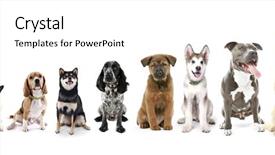  Presentation with groups - Audience pleasing slides consisting of dogs in row from small backdrop and a cream colored foreground