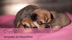  Presentation with dogs - PPT layouts having dogs-in-sleeps background and a coral colored foreground