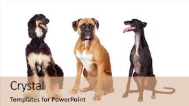  Presentation with dog park dogs plays - Amazing PPT theme having dogs of three different race backdrop and a coral colored foreground