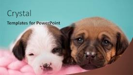  Presentation with dogs - 