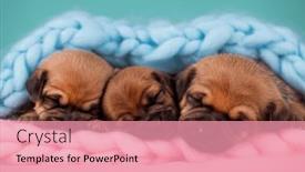  Presentation with dogs - 