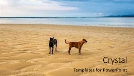  Presentation with gloomy - Slide set enhanced with dogs on the beach under sunset gloomy sky background and a yellow colored foreground