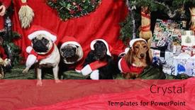  Presentation with pets - Theme having dogs pets wishing a merry christmas all dressed like little santas background and a red colored foreground