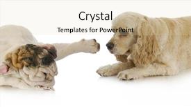  Presentation with dog park dogs plays - Cool new PPT theme with dogs playing - cocker spaniel backdrop and a lemonade colored foreground