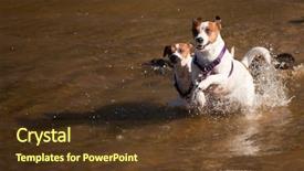  Presentation with russell - Audience pleasing PPT layouts consisting of dogs playing in the water backdrop and a tawny brown colored foreground