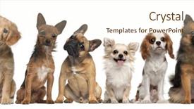  Presentation with sad dog abandoned dogs - Theme having group of dogs sitting background and a cream colored foreground