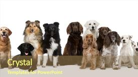  Presentation with white pigeon against the blue - PPT theme with group of dogs sitting against white background background and a tawny brown colored foreground