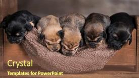  Presentation with dogs - 