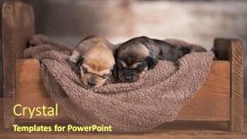  Presentation with dogs - 