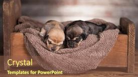  Presentation with sleep - 