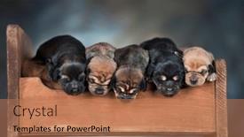  Presentation with sleep - 