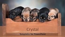  Presentation with sleep - 