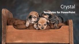  Presentation with dogs - 