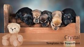  Presentation with dogs - 