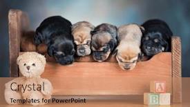  Presentation with sleep - 