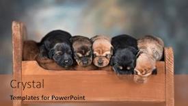  Presentation with sleep - 