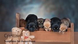  Presentation with sleep - 