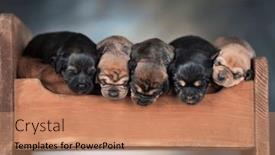  Presentation with sleep - 