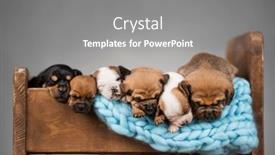  Presentation with dogs - 