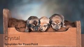  Presentation with sleep - 