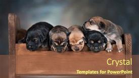  Presentation with dogs - 