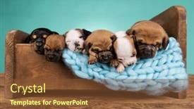  Presentation with dogs - 