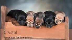  Presentation with sleep - 