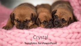  Presentation with dogs - 