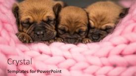  Presentation with dogs - 