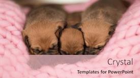  Presentation with sleep - 