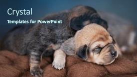  Presentation with sleep - 