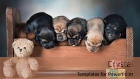  Presentation with dogs - 