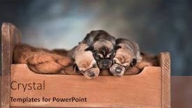  Presentation with sleep - 